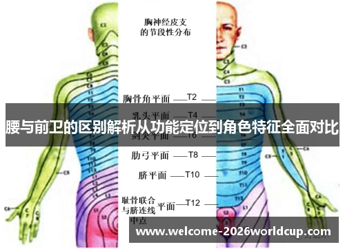 腰与前卫的区别解析从功能定位到角色特征全面对比